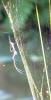Nephila sp.